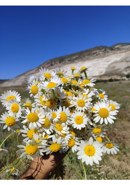 Doğal Yöresel Ürünler Papatya Çayı fiyatları