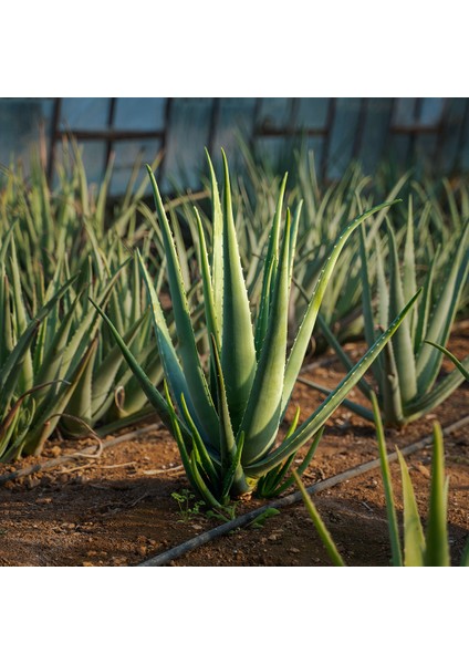 Akdeniz Aloe Vera Aloe Vera Jeli 210 Ml.  Doğal