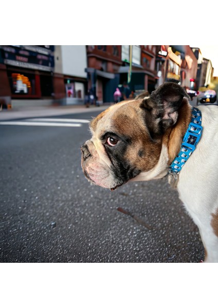 Pawlook, Köpek Boyun Tasması, Mavi Boyuntasmaıs