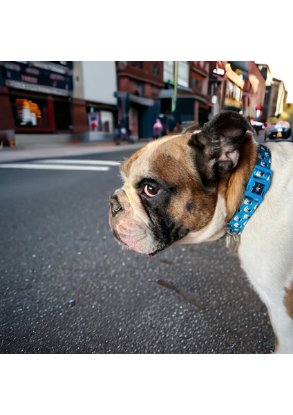 Pawlook, Köpek Boyun Tasması, Mavi Boyuntasmaıs