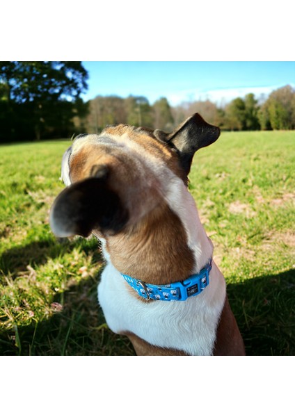 Pawlook, Köpek Boyun Tasması, Mavi Boyuntasmaıs