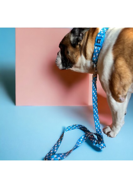 Pawlook, Köpek Gezdirme Tasması, Köpekgezdirme Kayışı, modelleri