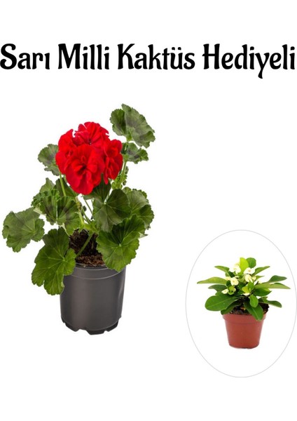 Hediyelik Kırmızı Sardunya Çiçeği Sevgililer Gününe Özel Sarı Milli Kaktüs Hediyeli