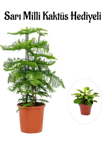 Parlak Yapraklı Salon Çamı Sevgililer Gününe Özel Sarı Milli Kaktüs Hediyeli