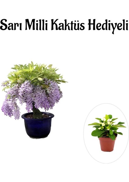 Mor Salkım Ağacı Fidanı Sevgililer Gününe Özel Sarı Milli Kaktüs Hediyeli