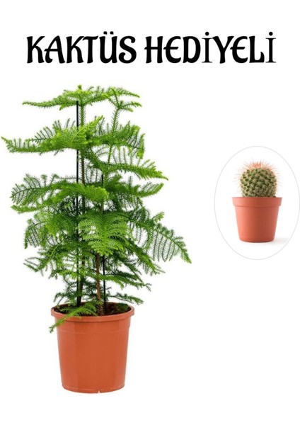 Parlak Yapraklı Salon Çamı Sevgililer Gününe Özel Kaktüs Hediyeli
