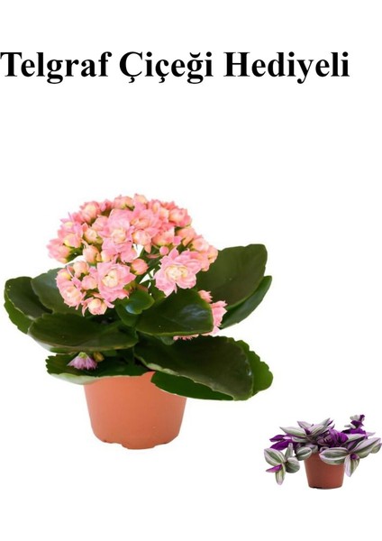 Sevgililer Gününe Özel Açık Pembe Kalalnşo-Emel Hanım Çiçeği Telgraf Hediyeli