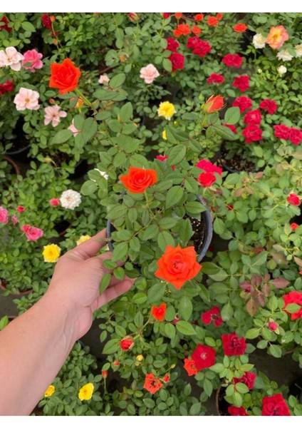 Sevgililer Gününe Özel Hediyelik Kırmızı Renk Gül Fidanı Helen Saksı Hediyeli fiyatları