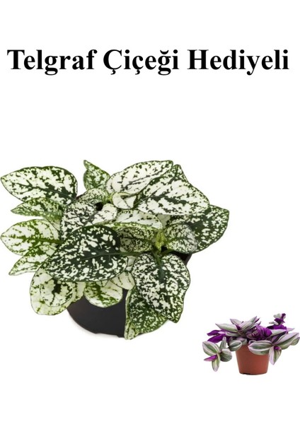 Beyaz Renk Zarif Yapraklı Hostes Çiçeği Sevgililer Gününe Özel Telgraf Hediyeli