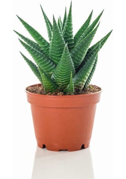 Hediyelik Bonsai Bitkisi Sevgililer Gününe Özel Sukulent Hediyeli modelleri