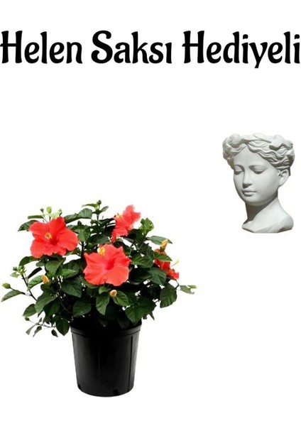 Sevgililer Gününe Özel Kırmızı Renk Japon Gülü(Hibiscus Rosa) Helen Saksı Hediyeli