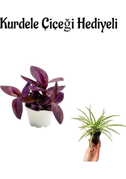 Sevgililer Gününe Özel Mor Telgraf- Kara Sevda Çiçeği Kurdele Çiçeği Hediyeli