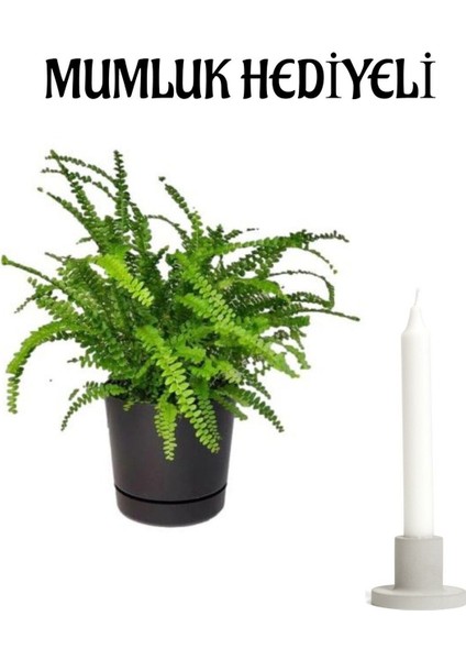 Aşk Merdiveni Bitkisi Sevgililer Gününe Özel Mumluk Hediyeli Ofis Çiçeği