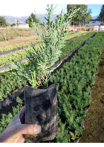 Videolu Leylandi Çit Fidanı (30 50 Cm)10 Adet Tüplü Dış Mekan Ağaç Bitkisi Cupressocyparis Leylandii fiyatları
