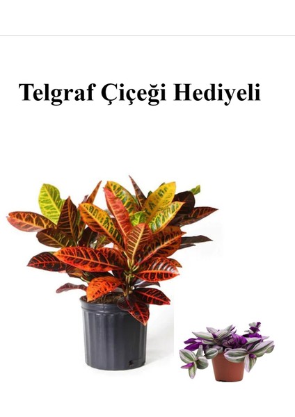 Muhteşem Günümlü Kraton Çiçeği Bitkisi Sevgililer Gününe Özel Telgraf Hediyeli
