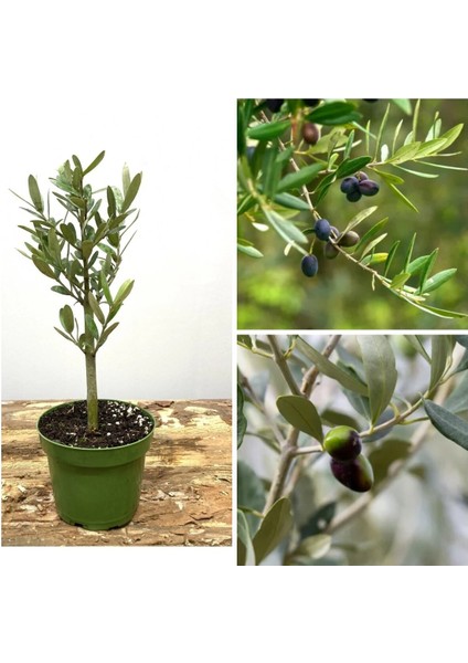 Videolu 1 Adet Hediyelik Bonsai Zeytin Fidanı 20-30 cm Tüplü Çiçekli Bodur Bitkiler Olive Sapling
