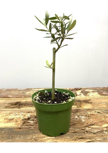 Videolu 1 Adet Hediyelik Bonsai Zeytin Fidanı 20-30 cm Tüplü Çiçekli Bodur Bitkiler Olive Sapling fiyatları