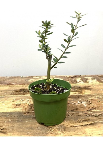 Videolu 1 Adet Hediyelik Bonsai Zeytin Fidanı 20-30 cm Tüplü Çiçekli Bodur Bitkiler Olive Sapling modelleri
