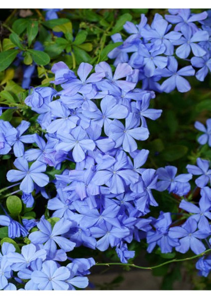 Serada Decor Plant Videolu Yasemin Mavi Renkli (20-40 Cm)1 Adet Saksılı Yasemin Fidesi Plumbago Blue Jasmine