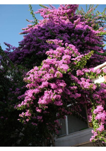 Videolu Pembe Leylak Çiçeği Fidanı (60 80 Cm)1 Adet Saksılı/tüplü Dış Mekan Bitkisi Syringa Vulgaris