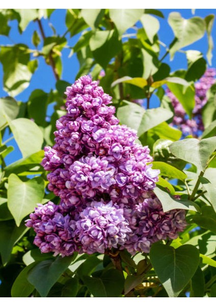 Videolu Pembe Leylak Çiçeği Fidanı (60 80 Cm)1 Adet Saksılı/tüplü Dış Mekan Bitkisi Syringa Vulgaris fiyatları