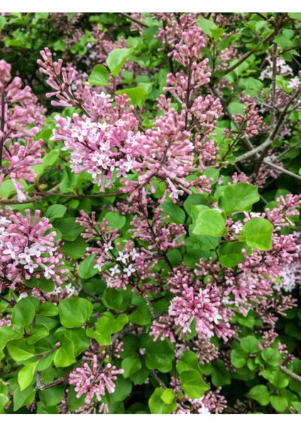 Videolu Pembe Leylak Çiçeği Fidanı (60 80 Cm)1 Adet Saksılı/tüplü Dış Mekan Bitkisi Syringa Vulgaris fırsatları