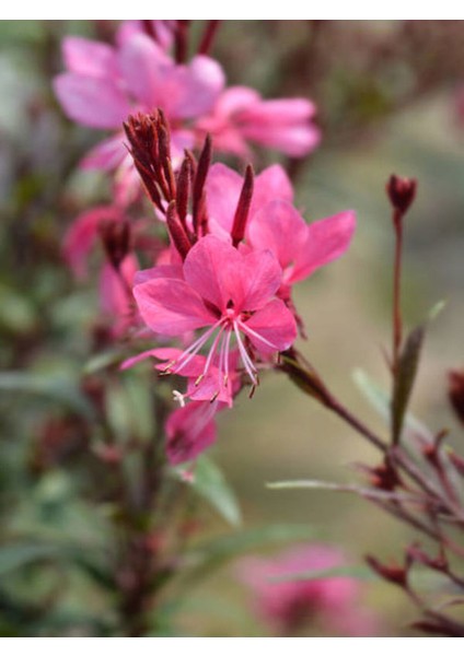 Videolu Gaura Çiçeği (30 60 Cm) 5 Adet Saksılı Çok Yıllık Dış Mekan Çiçeği Oenothera Lindheimeri