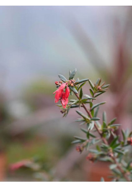 Videolu Gaura Çiçeği (30 60 Cm) 5 Adet Saksılı Çok Yıllık Dış Mekan Çiçeği Oenothera Lindheimeri fiyatları