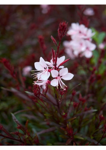 Videolu Gaura Çiçeği (30 60 Cm) 5 Adet Saksılı Çok Yıllık Dış Mekan Çiçeği Oenothera Lindheimeri modelleri