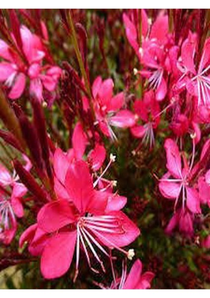 Videolu Gaura Çiçeği (30 60 Cm) 5 Adet Saksılı Çok Yıllık Dış Mekan Çiçeği Oenothera Lindheimeri fırsatları