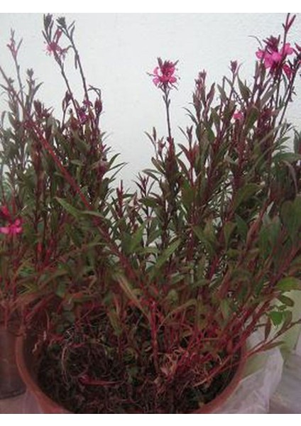 Videolu Gaura Çiçeği (30 60 Cm) 5 Adet Saksılı Çok Yıllık Dış Mekan Çiçeği Oenothera Lindheimeri indirimleri