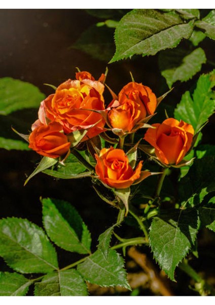 Videolu Yediveren Kokulu Turuncu Renkli (30 60 Cm)1 Adet Saksılı Aşılı Gül Orange Rose