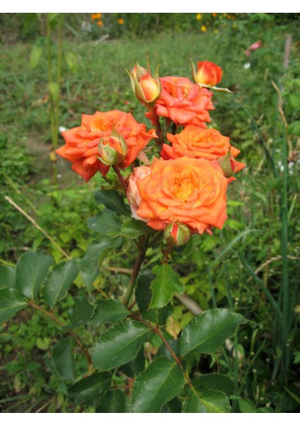 Videolu Yediveren Kokulu Turuncu Renkli (30 60 Cm)1 Adet Saksılı Aşılı Gül Orange Rose fırsatları