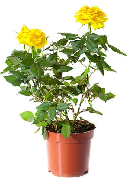 Videolu Yediveren Sarı Renkli Landora Gül (25 50 Cm) 1 Adet Saksılı Aşılı Gül Yellow Rose
