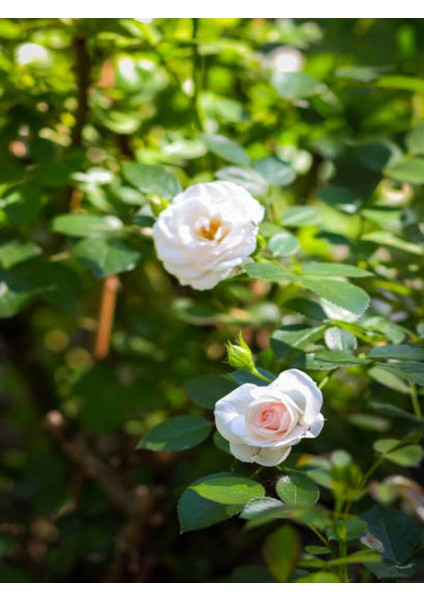 Videolu Çıtır Minyatür Beyaz Renkli Gül (20 30 Cm) 1 Adet Saksılı Aşılı Gül White Rose modelleri