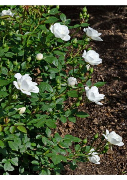 Videolu Çıtır Minyatür Beyaz Renkli Gül (20 30 Cm) 1 Adet Saksılı Aşılı Gül White Rose fırsatları