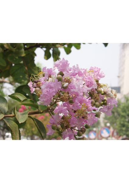 Oya Ağacı Fidanı modelleri