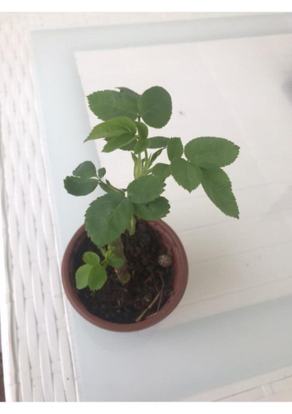 Tüplü Kokulu 40-50 cm Reçellik Pembe Isparta Gülü Fidanı 15-25 cm modelleri