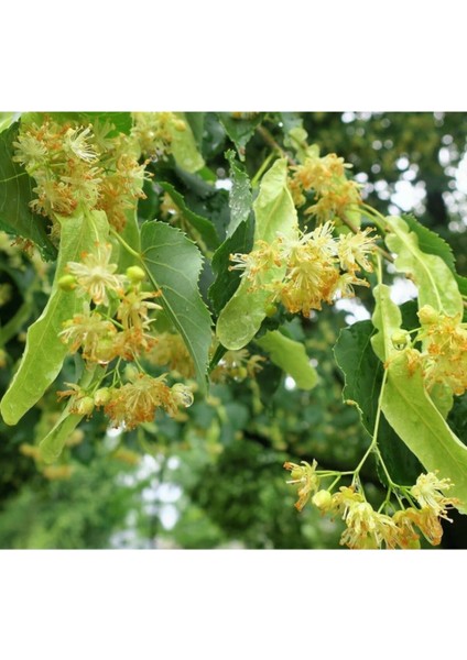 Ihlamur Fidanı 2 Yaş Tüplü