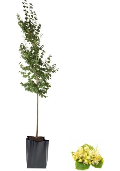 Ihlamur Fidanı 2 Yaş Tüplü fiyatları