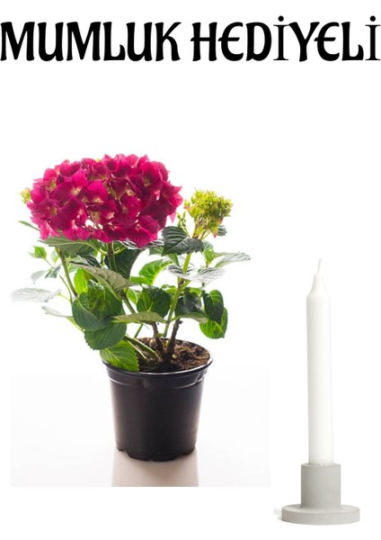 Fuşya Renkli Ortanca Çiçeği Sevgililer Gününe Özel Mumluk Hediyeli
