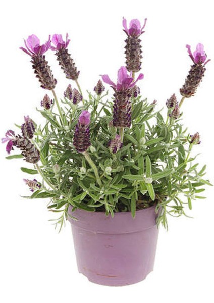 Yogun Kokulu Lavanta Çiçeği Fidanı Sevgililer Gününe Özel Mumluk Hediyeli fiyatları