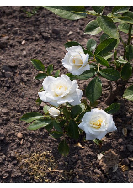 Videolu 1 Adet Canlı Beyaz Bodur Gül Fidanı 20-40 cm Tüplü Çiçekli Bodur Bitkiler Whıte Rose