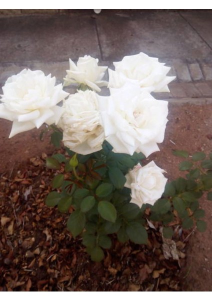 Videolu 1 Adet Canlı Beyaz Bodur Gül Fidanı 20-40 cm Tüplü Çiçekli Bodur Bitkiler Whıte Rose fiyatları