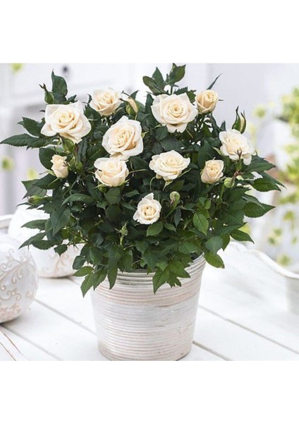 Videolu 1 Adet Canlı Beyaz Bodur Gül Fidanı 20-40 cm Tüplü Çiçekli Bodur Bitkiler Whıte Rose modelleri