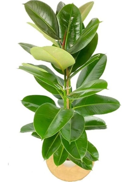 Kauçuk Çiçeği 2'li 80-100CM fiyatları