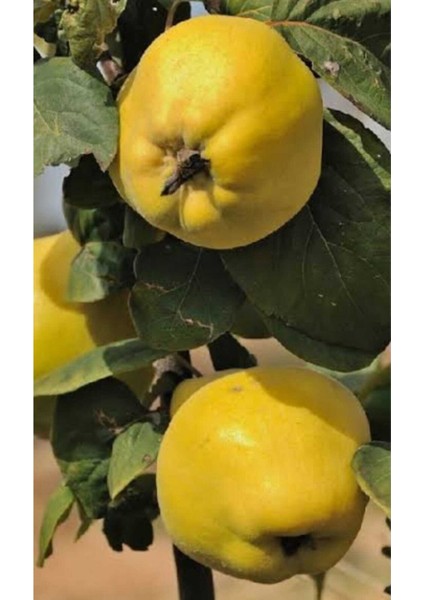 Ayva Fidanı ( Ekmek ) Tüplü