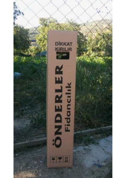 Ayva Fidanı ( Ekmek ) Tüplü fiyatları