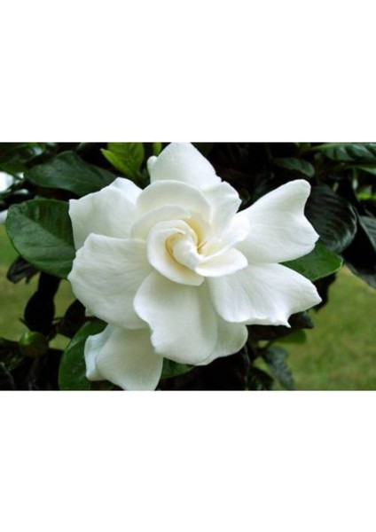 Gardenya ( Kokulu ) Parfüm Çiçeği Fidanı ( Tüplü )