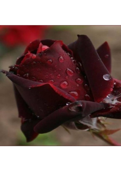 Koyu ( Kadife ) Kırmızı Gül Fidanı Yediveren ( 2 Yaş - Tüplü